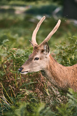photography of a free deer