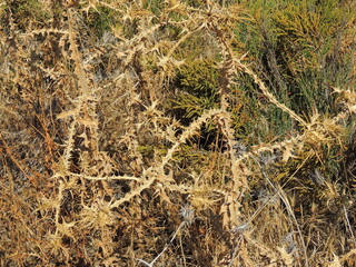 Spotted Golden Thistle (Scolymus maculatus)
