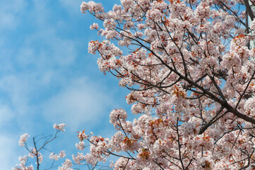 cherry blossom sakura in spring with the blue sky