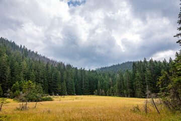 Autumn colors mountain glade with coniferous forest, pine trees and spruces, foggy weather, cloudy sky, gloomy autumn landscape. © Cleop6atra