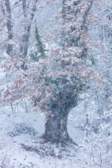Gorbeia Natural Park, Alava, Basque Country, Spain, Europe