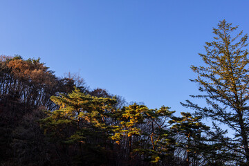 The beautiful folige of autumn color mountain under the eaves of the temple.	