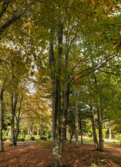 Naklejka premium 晩秋の樹木公園の木々たち