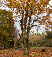 晩秋の樹木公園の木々たち