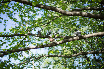 green branches on trees in the forest