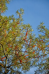 Obraz premium common sea buckthorn fruits in autumn in Germany