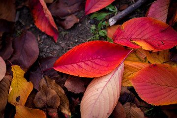 落葉　Deciduous leaves