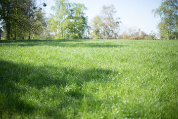 field with green grass and tree on background