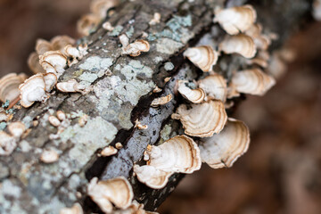 White mushrooms on a tree trunk in the woods with brown bokeh background ~WOODLAND~