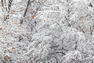 close up of snow covered branches
