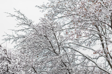 snow covered tree