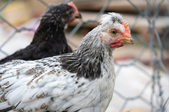 Young cream crested legbar and black copper maran chickens browsing outdoors in the garden, selective focus