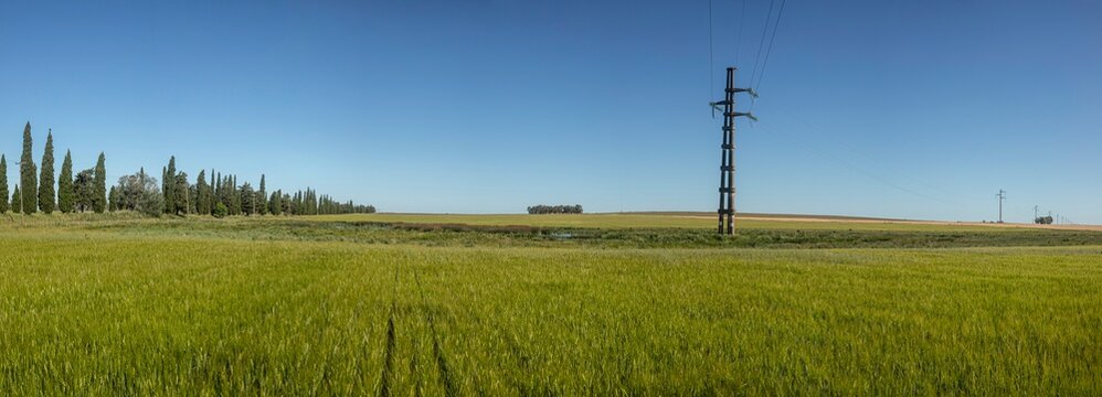 Campos de trigo verde en un atardecer soleado de una tarde de verano con pinos y torres de alto voltaje