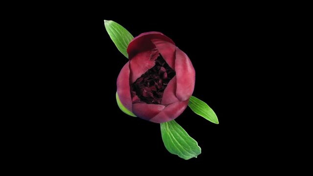 Time-lapse of rotating and opening red peony (Paeonia) flower 8x3 in RGB + ALPHA matte format isolated on black background, top view

