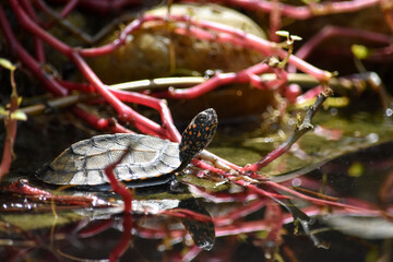 Wildlife From Peradeniya Botanical Gardens
