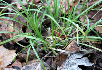 Green grass among dry fallen leaves in the autumn forest