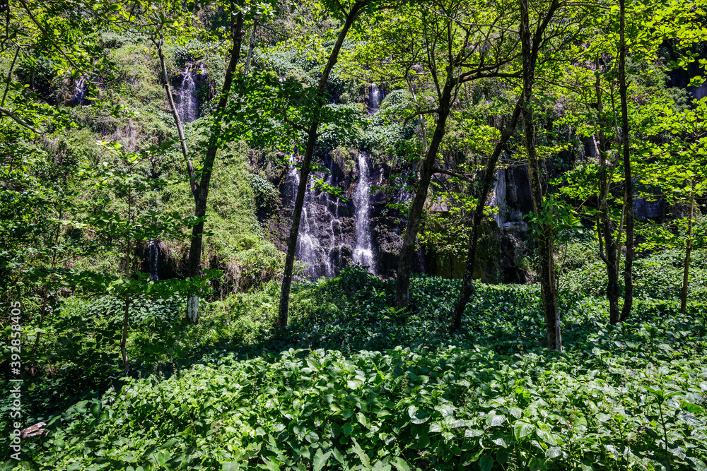 Canvas Prints anse des cascades waterfalls in sainte-rose on reunion island