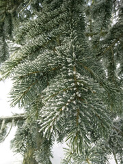 Snow covered pine branches in winter. Blurred fir tree branches covered with frost. Winter snowy pine tree Christmas scene. Winter and Christmas background. Close-up