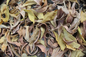 Dried leaves