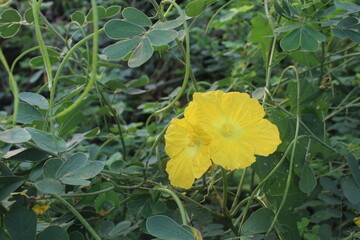 yellow flower