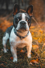 Französische Bulldogge im Wald