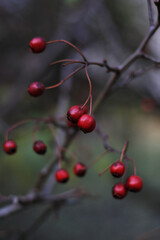red Kalina berries on branch