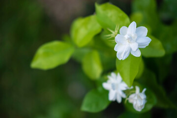 Obraz na płótnie Canvas close up jasmine flowers in a garden