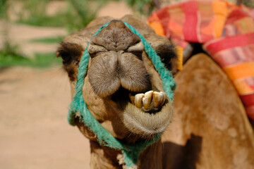 Morocco Marrakesh - Portrait photo Dromedary - camelus dromedarius - camel