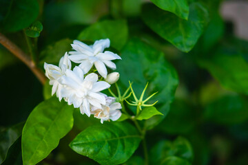 close up  jasmine flowers in a garden