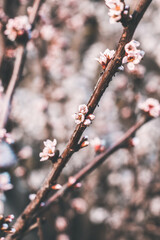 blossom in spring