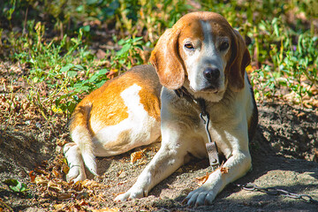 Old Estonian Hound dog outdoor portrait at cloudy day. Front view.