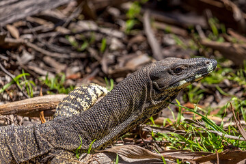 portrait of a lace monitor (goanna), South Australia