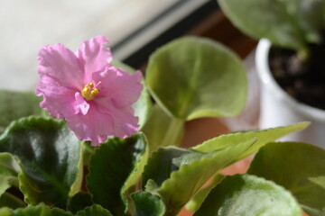 Favorite garden. Indoor uzambara violet. saintpaulia