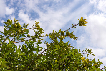 Ripening fruits of orange trees close-up on a background of blue sky with clouds