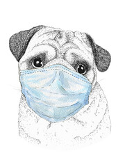 Hand drawing animal pug dog wearing face medical mask. covid-19 protection coronavirus