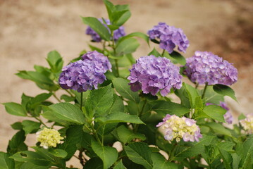 紫色のアジサイ