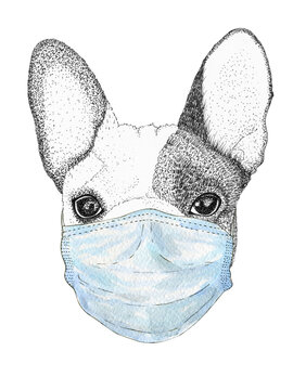Hand drawing animal french bulldog dog wearing face medical mask. covid-19 protection coronavirus.