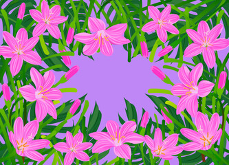 Illustration of blossom pink rain lily flower