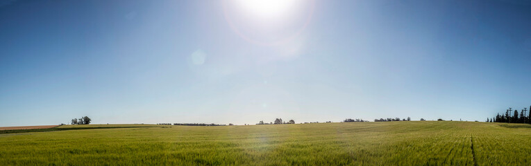 Verdes campos de trigo en argentina con un d&iacute;a soleado y &aacute;rboles
