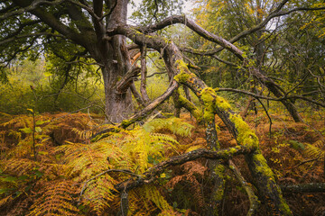 Der Urwald Sababurg im Herbst, Naturpark Reinhardswald, Hessen, Deutschland
