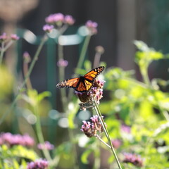 Female monarch butterfly (Danaus plexippus) on verbena bonariensis wildflower with translucent outspread wings