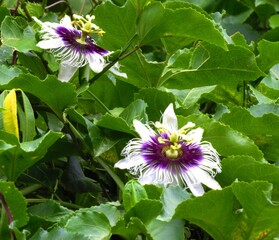 Passion flower, in bugres bar mato grosso Brazil