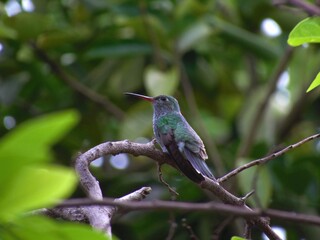 Bird Hummingbird in Barra do Bugres - Mato Grosso Brazil