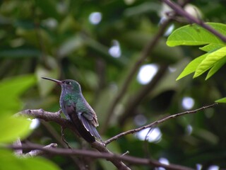 Bird Hummingbird in Barra do Bugres - Mato Grosso Brazil