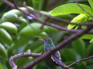 Bird Hummingbird in Barra do Bugres - Mato Grosso Brazil