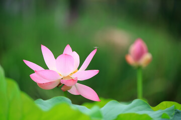 Fototapeta premium Beautiful pink lotus, close-up photos