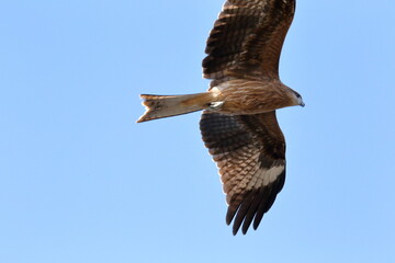 鳶