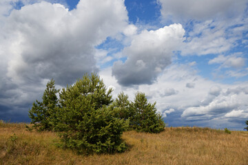 Fototapeta na wymiar young pine trees under a stormy sky with clouds