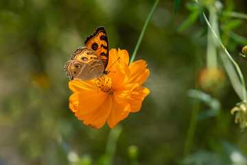 Butterfly on yellow cosmos flower blooming in the garden.