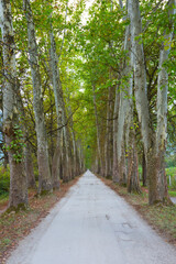 The main alley of plane trees in Vrelo Bosne Park in Sarajevo in autumn. Bosnia and Herzegovina